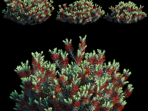  瓶刷树 小约翰3d模型 