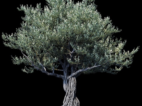  Oliva European 013d模型 