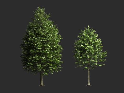  欧洲椴 捷克椴 行道树 落叶乔木 蔷薇超目 蔷薇亚纲 锦葵目3d模型 