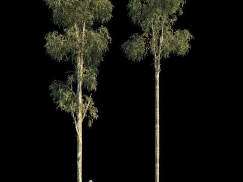  桉树球果变种33d模型 