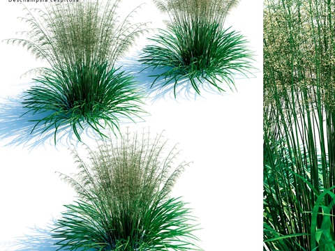  Lugovik草甸（鲈鱼）丛生羊茅3d模型 