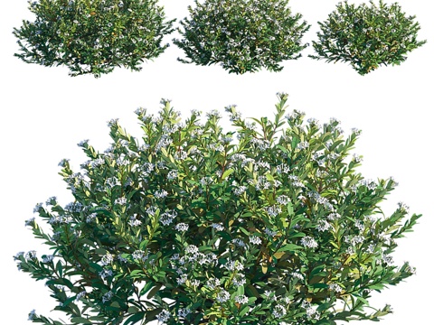  达芙妮 x 大西洋永恒香氛3d模型 