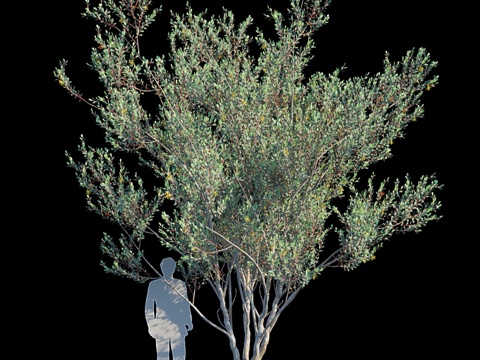  莱曼桉变种13d模型 