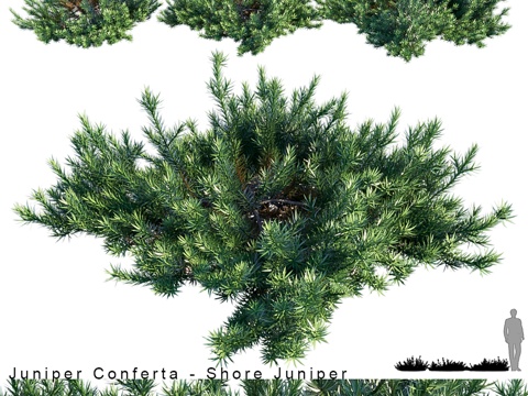  Juniperus Conferta   岸柏3d模型 