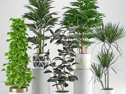  室内植物 343d模型 