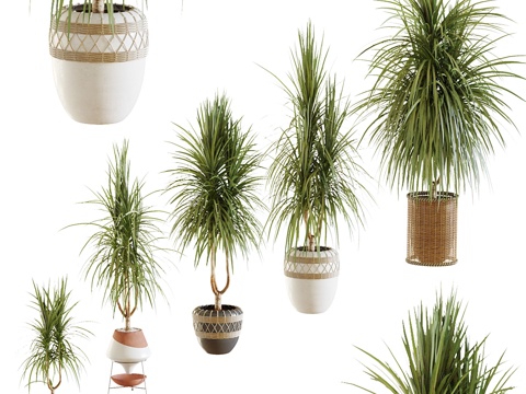  植物集锦。龙血树v23d模型 