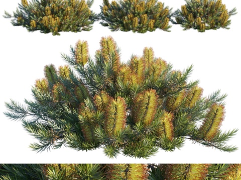  刺果袋鼠花 樱桃蜡烛花3d模型 