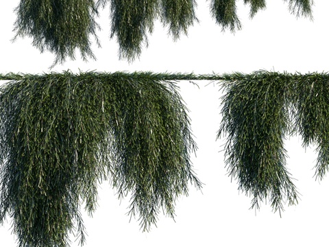  卡苏里纳表亲藤蔓3d模型 