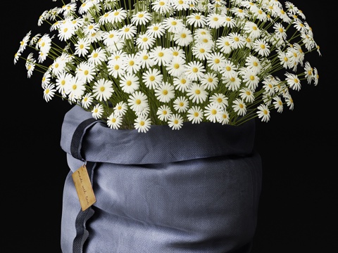  现代植物盆栽3d模型 