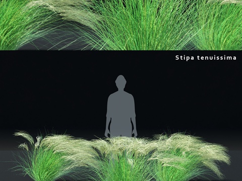  最纤细的蕨类 细羽蕨3d模型 