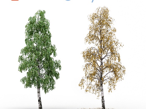  桦树（夏与秋）3d模型 