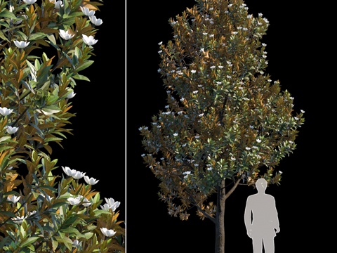  大花木兰成熟株3d模型 