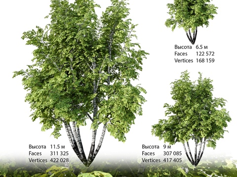  多干白桦3d模型 