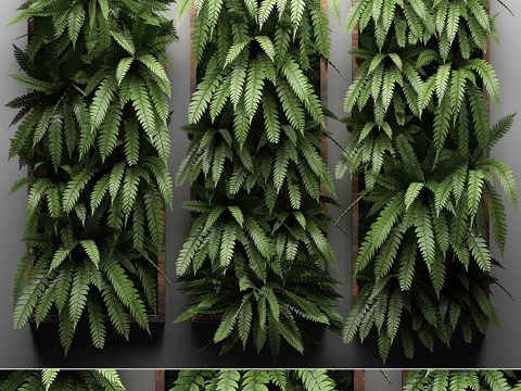  垂直花园30. 蕨类植物，图片，垂直花园3d模型 