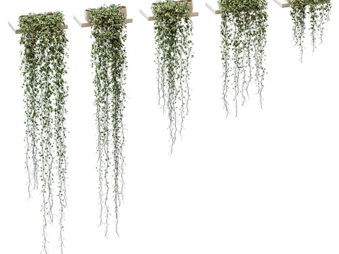  架上植物。5款3d模型 