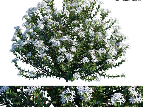  海贝·玛丽幼株3d模型 