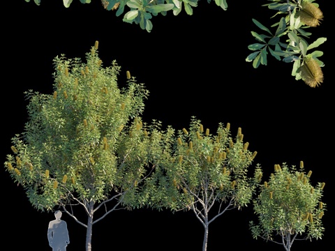  单叶袋鼠花3d模型 