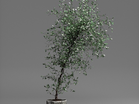  科罗西亚植物3d模型 