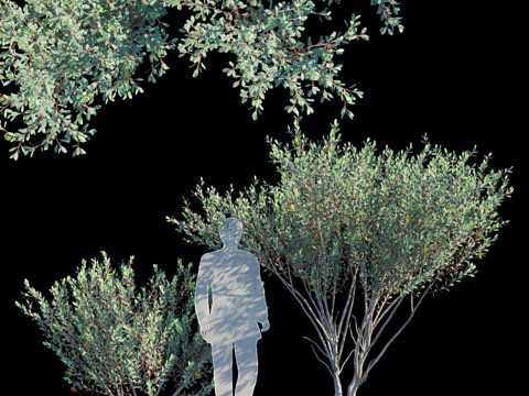  桉树莱曼变种33d模型 