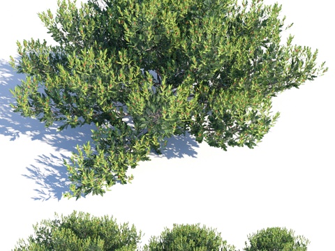  冬青×刺柏梅什克龙女3d模型 