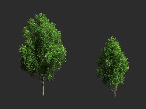  椴树 火绳树 乔木植物 保护植物 锦葵目 椴树科3d模型 