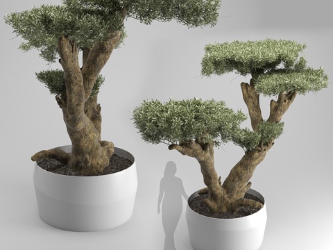  银叶橄榄3d模型 