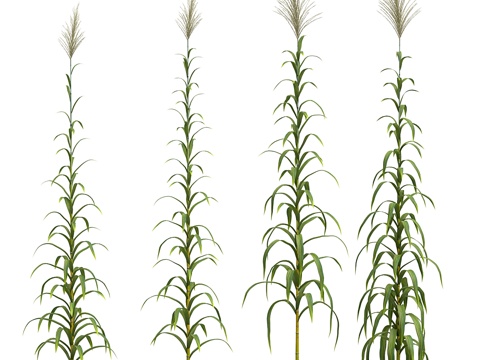  植物集锦。甘蔗。4款3d模型 
