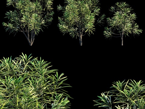  斑叶变色龙黄斑品种3d模型 