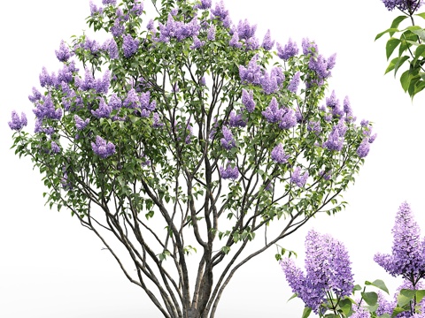  普通丁香 #23d模型 