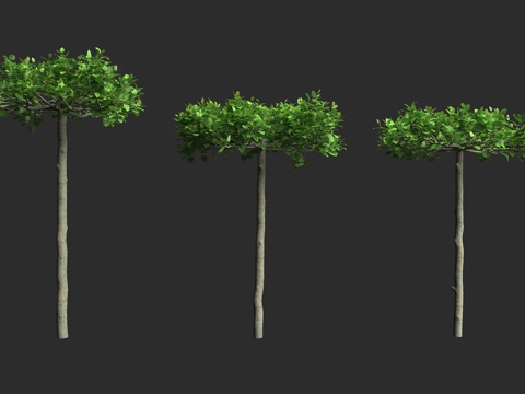  椴树 火绳树 乔木植物 保护植物 锦葵目 椴树科3d模型 