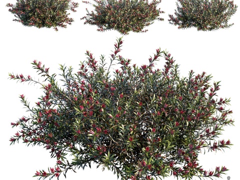  达尔文叶状树3d模型 