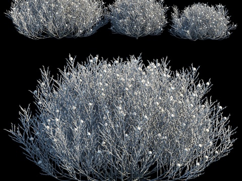  灰色垫状灌木 Leucophyta Brownii3d模型 