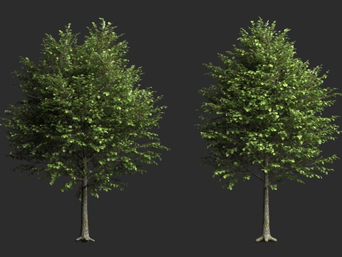  欧洲椴 捷克椴 行道树 落叶乔木 蔷薇超目 蔷薇亚纲 锦葵目3d模型 