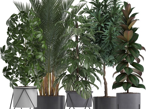  植物收藏284. 棕榈、榕树、龟背竹、室内3d模型 