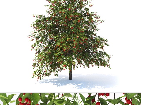  欧洲樱桃树3d模型 