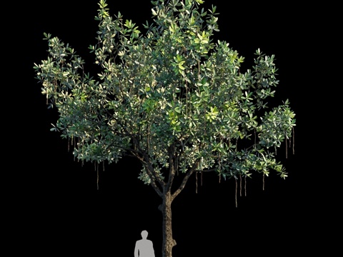  巴林顿树 变种 33d模型 