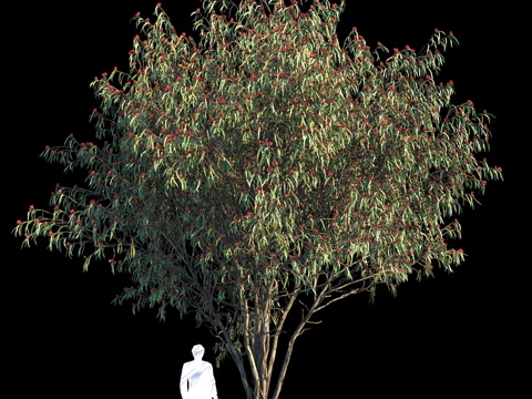  桉树白木变种13d模型 