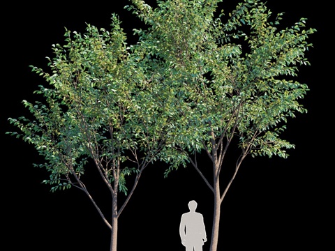  街道树木 v13d模型 