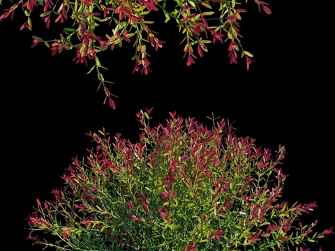  紫叶矮海滨木3d模型 