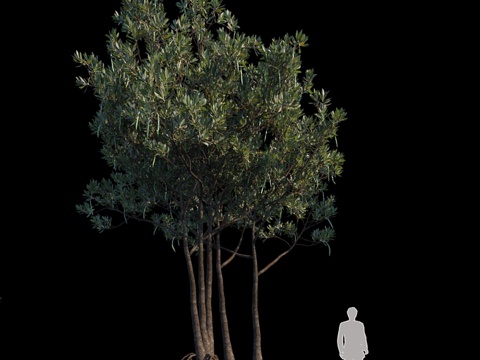  红树林尖果树_var23d模型 