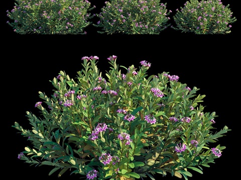  达芙妮春粉永恒香氛3d模型 