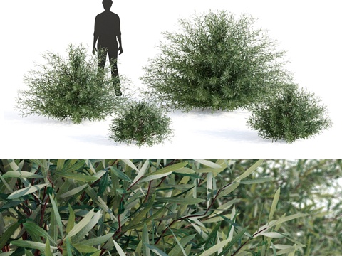  紫柳 Salix purpurea3d模型 