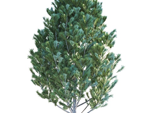  雪松松木3d模型 