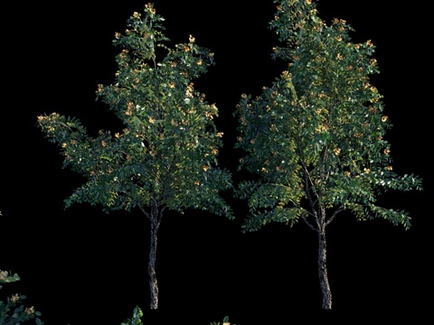  大果紫檀_13d模型 