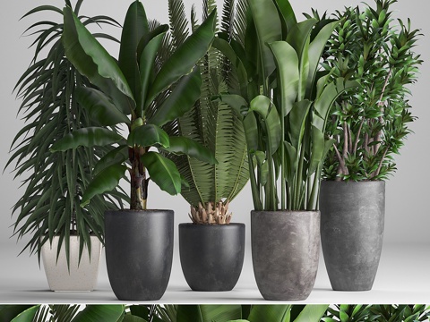  植物收藏255.鹤望兰，香蕉，榕树，黑3d模型 