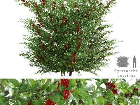  火棘（Pyracantha coccinea）3d模型 