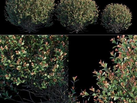  日本冬青圆形灌木3d模型 