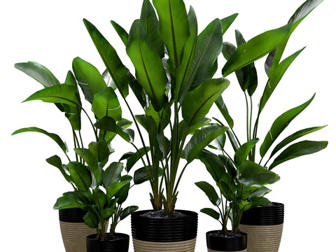  尼古拉鹤望兰植物套装3d模型 