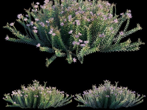  绒毛桉树3d模型 