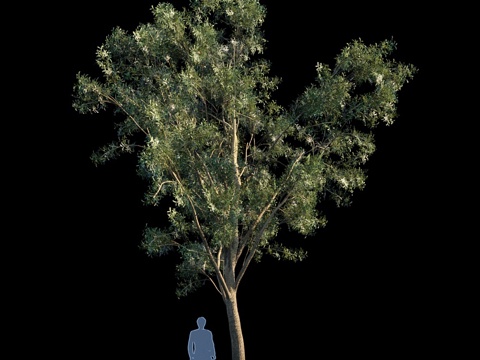  相思树3d模型 